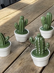 Баночка mini cactus