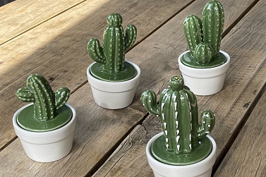 Баночка mini cactus